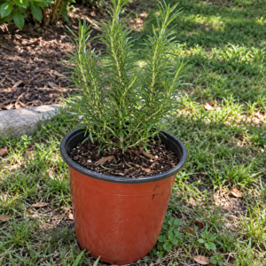 Rosemary Plant